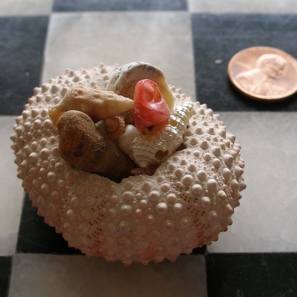 Dollhouse Mini Rare Barbie Mattel Shark 2010 T7018 AND Sea Urchin With Seashells - Picture 16 of 16